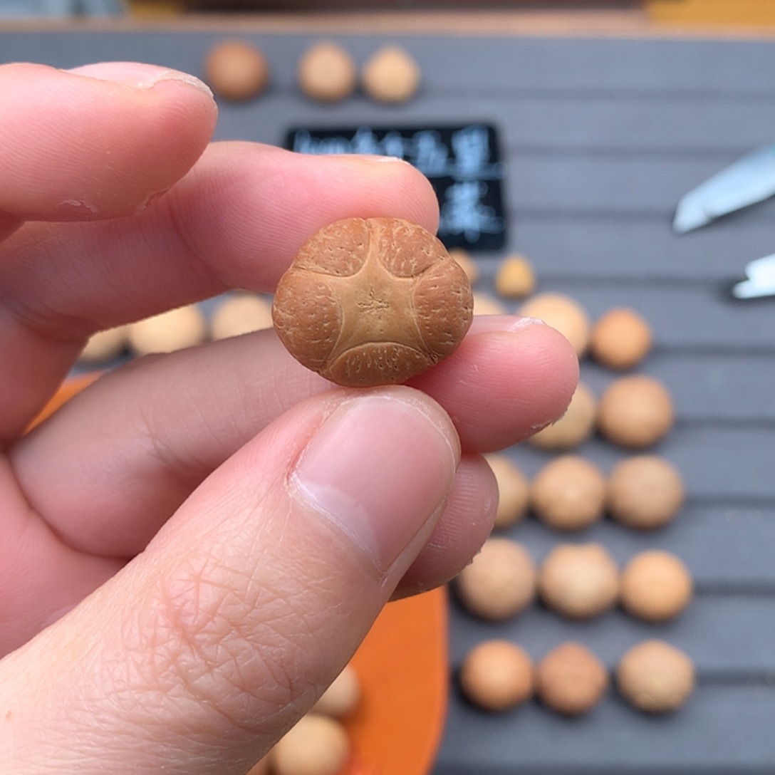 吊坠凤眼菩提20+五星，非质量问题开孔不退