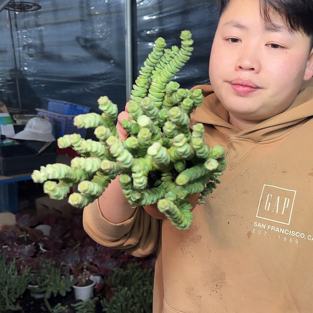 散群钱串带盆土 2.99