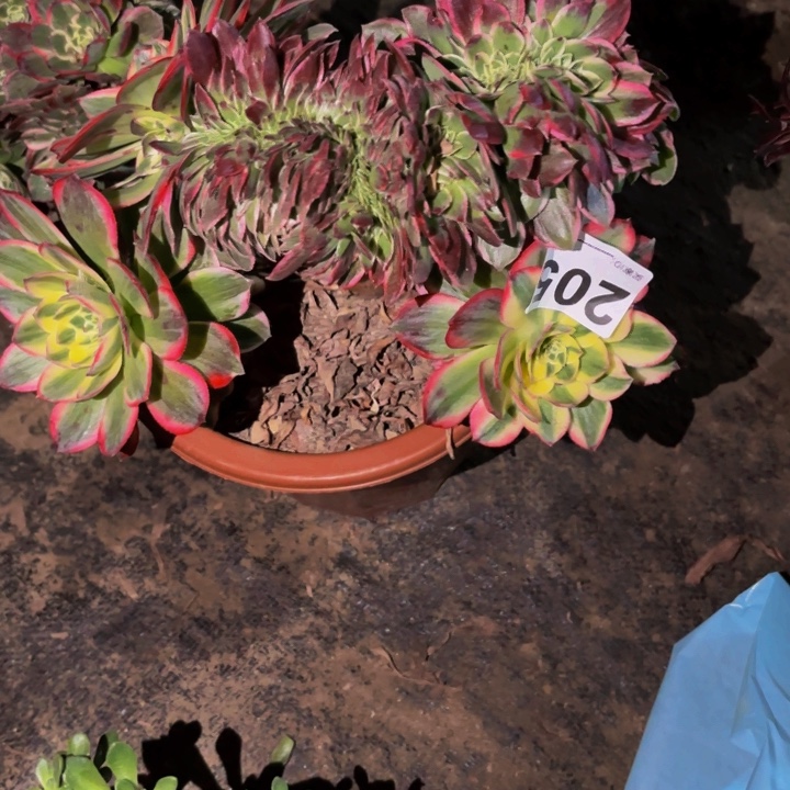 205海仙多肉植物不售后