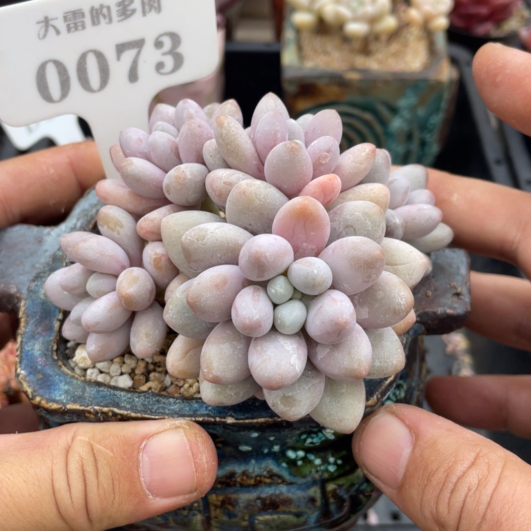 0073汤圆不带盆9厘米