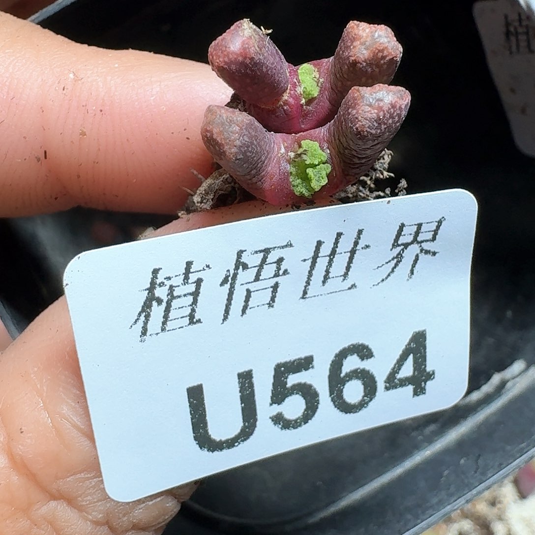 564号多肉植物哇f g