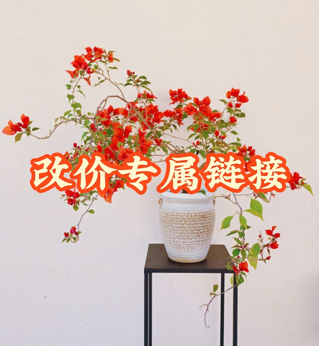 三角梅改价专属链接 发货苗情以直播间为准