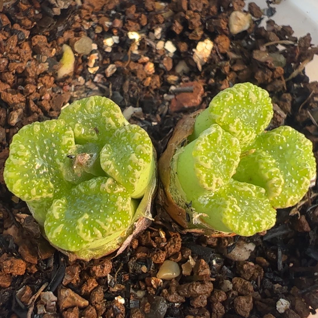 全窗鱼子酱蝴蝶群多肉植物