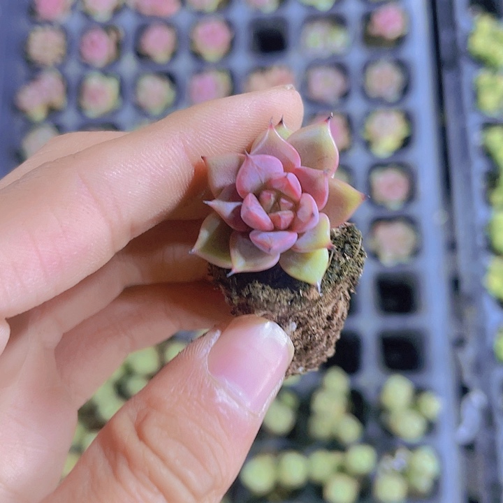 精品神迪多肉植物