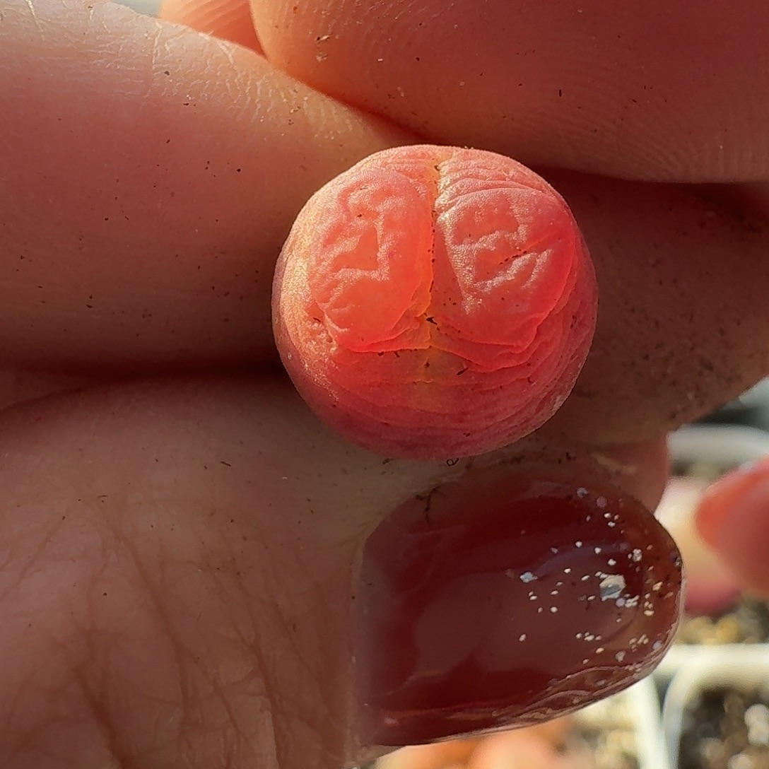 老马生石花拉登560