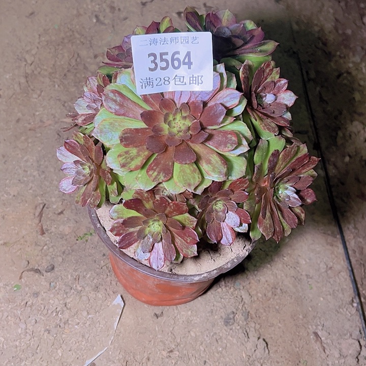 3564老桩万圣节拉丝多肉植物