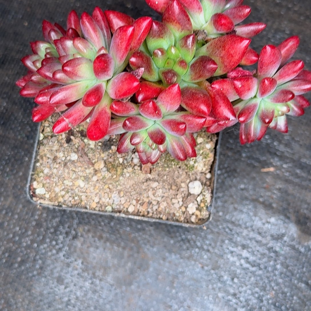 维京斯多肉植物寄养