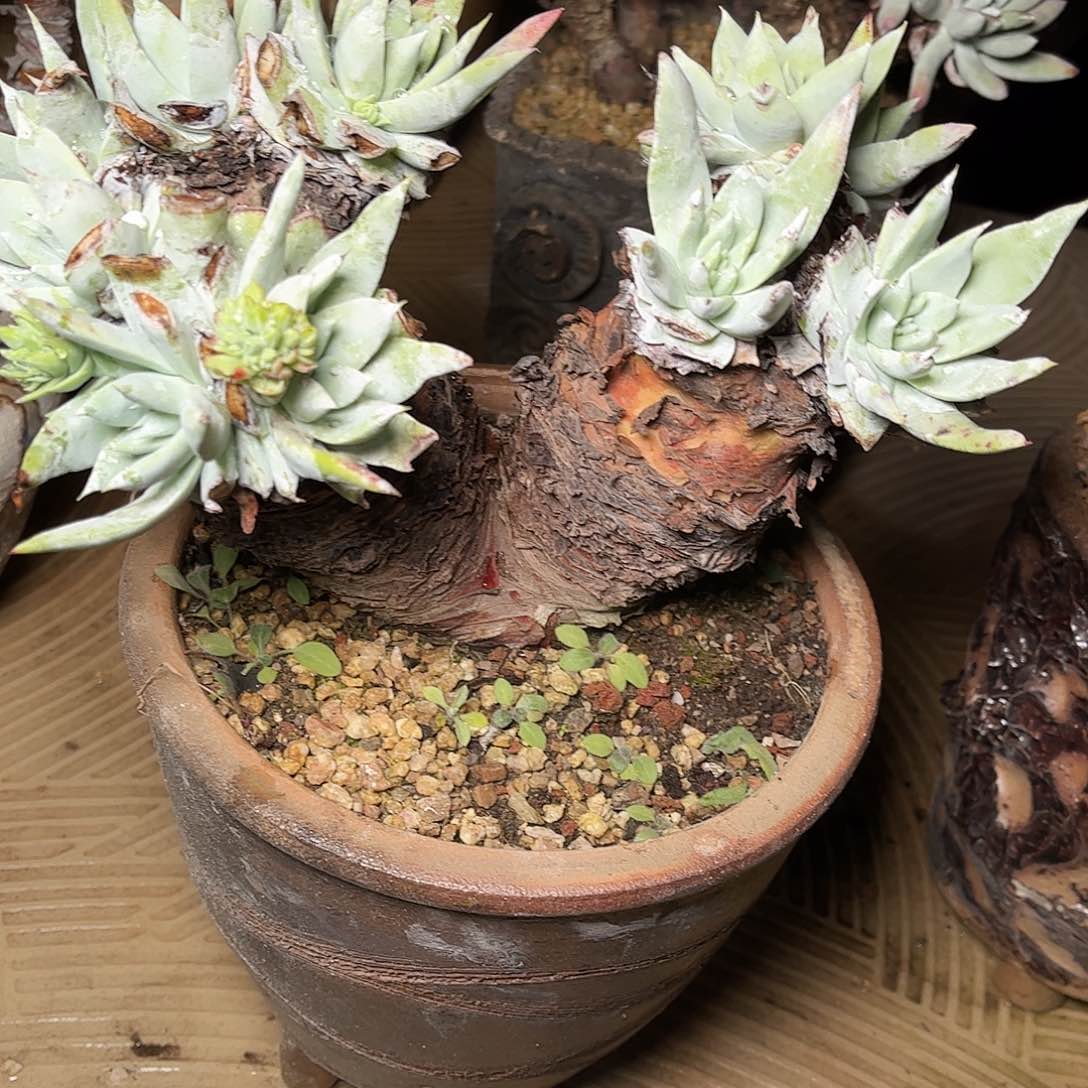 2376苹果雪山仙女杯多肉