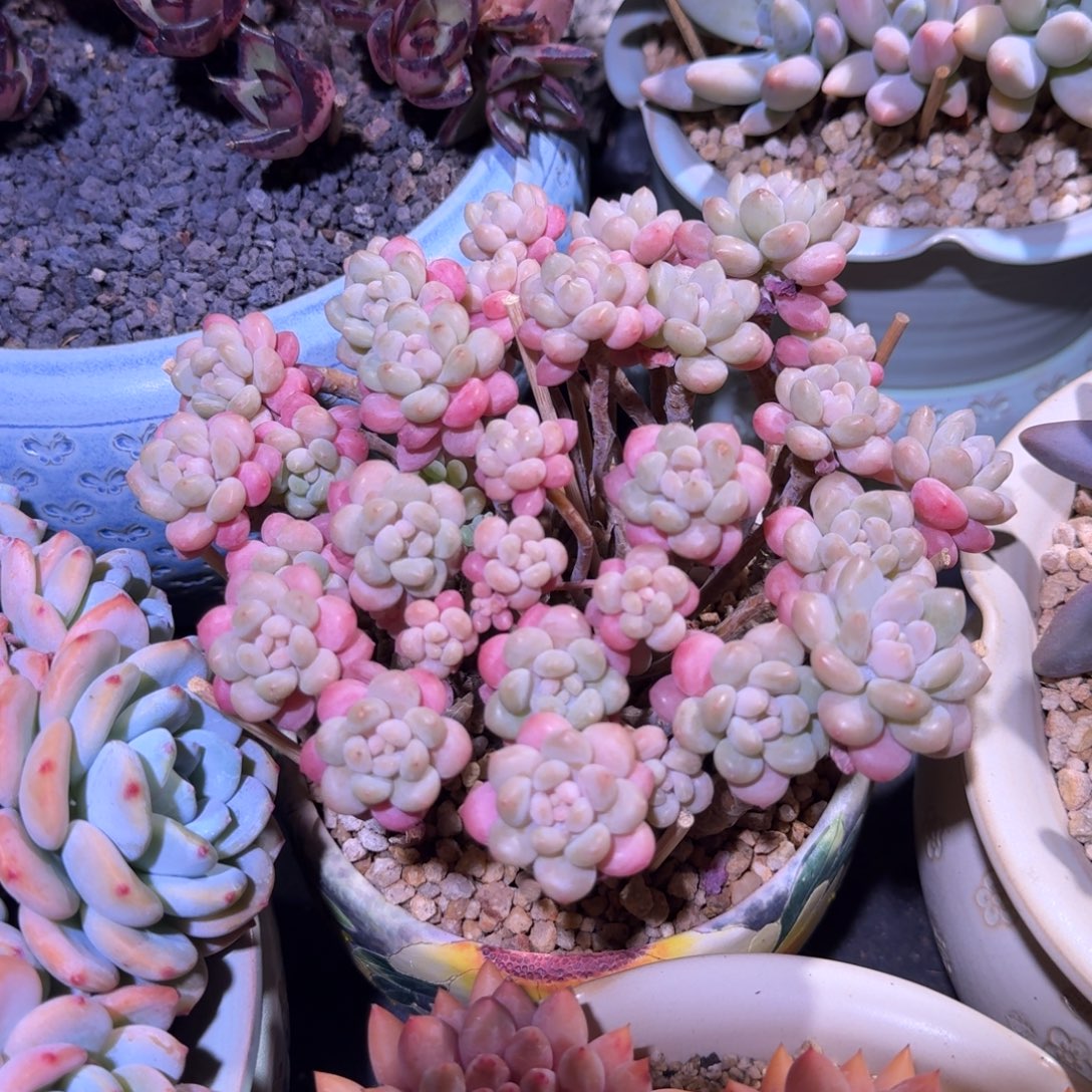 鱼子酱 群生 一物一拍