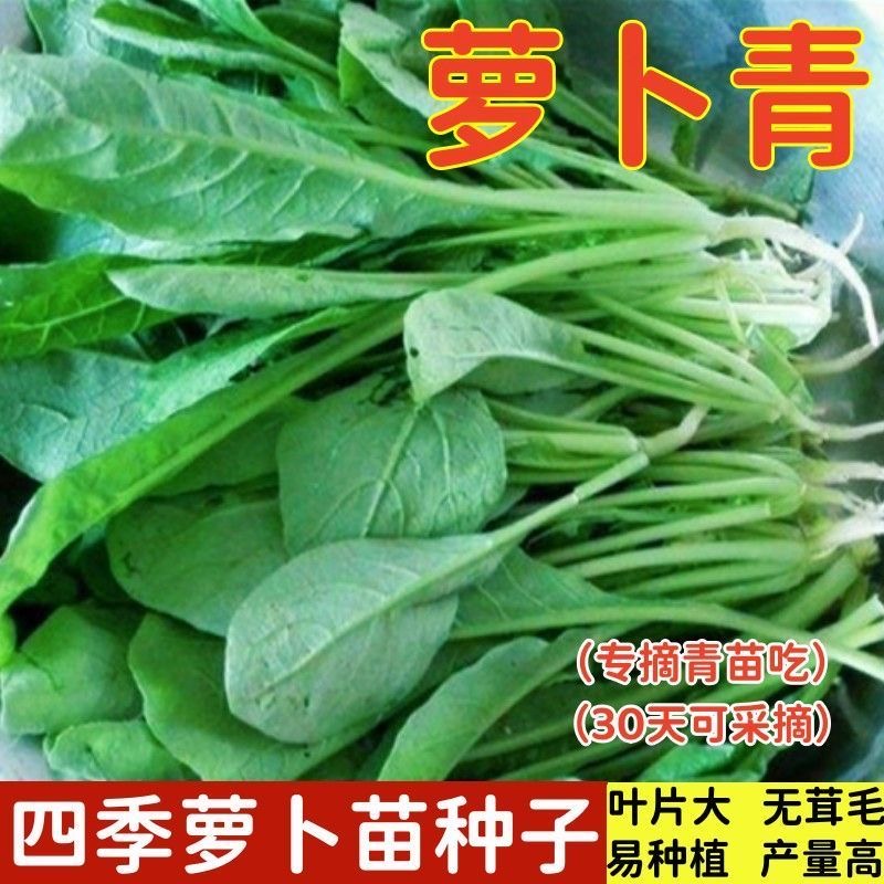 专吃萝卜苗种子萝卜菜种籽四季阳台盆栽种小萝卜青菜籽种蔬菜种子