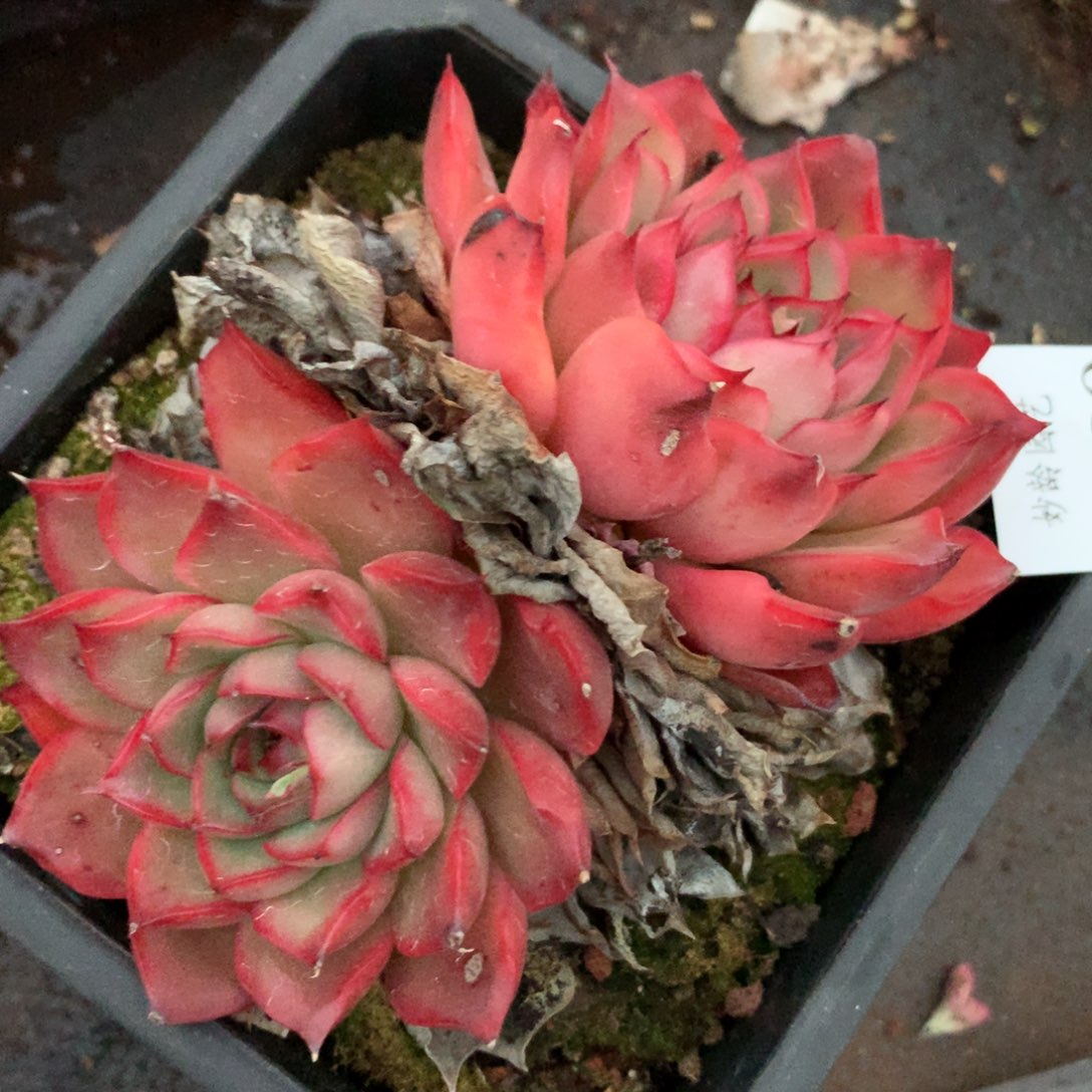 5620杂交多肉植物