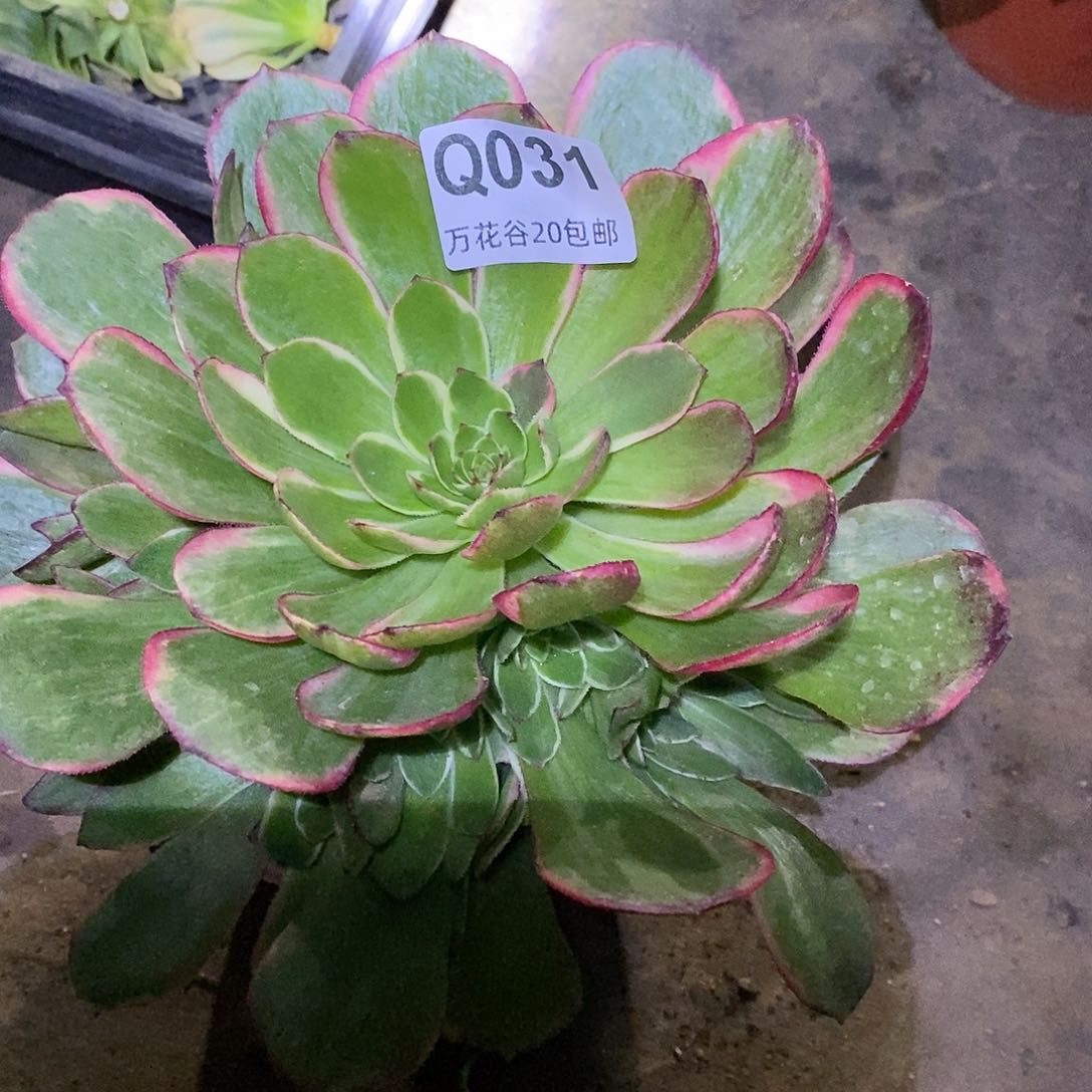 031粉花妖多肉植物