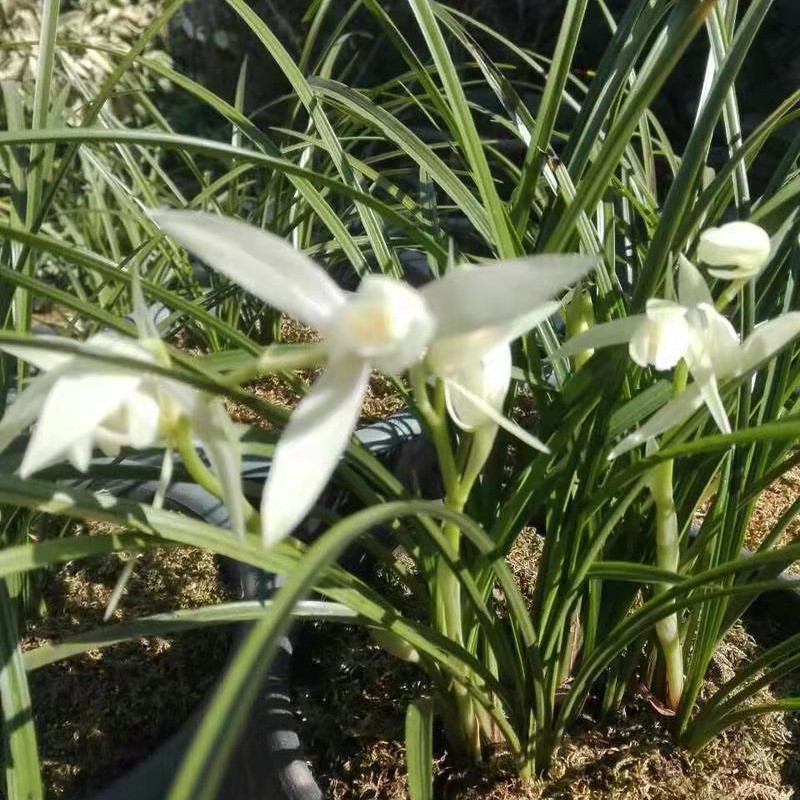 「文强艺兰苑」满300包邮，一物一拍专用链接②