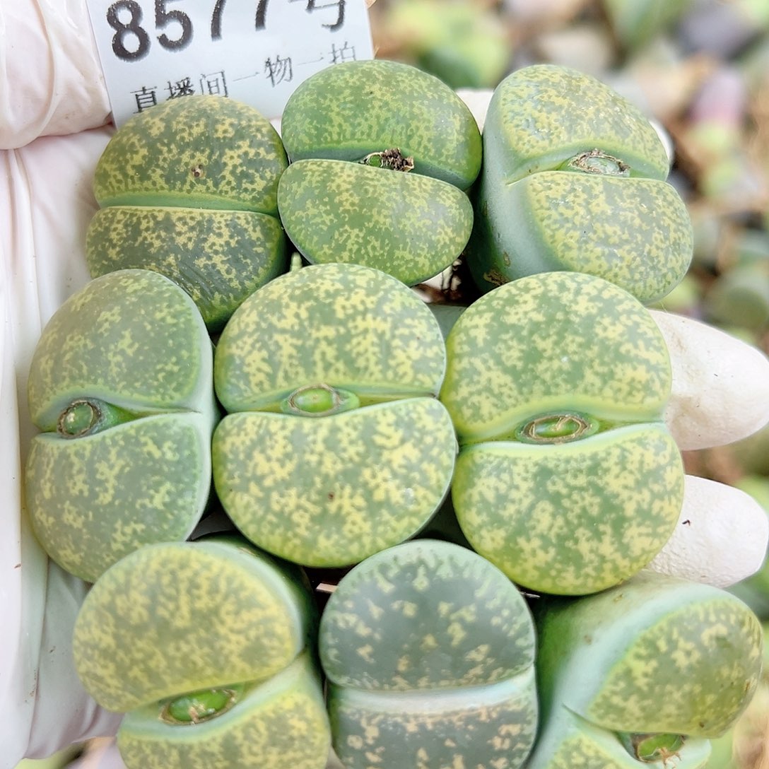 8577 好养易活生石花大母本9个