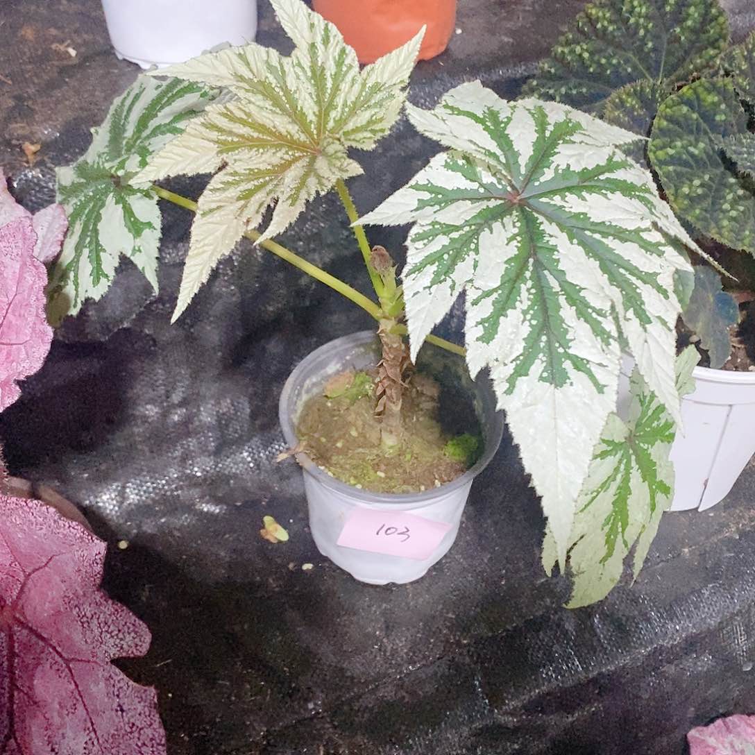 不开花植物便***偏秋海棠103