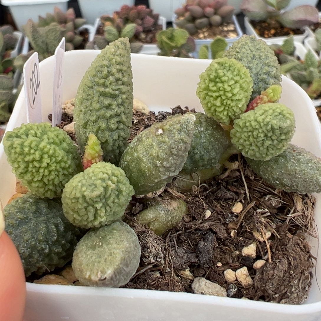 实生新品多头纯木质桩多肉植物水泡