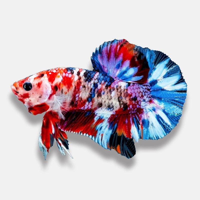 关注后参与 随机巨斗将军公鱼一条