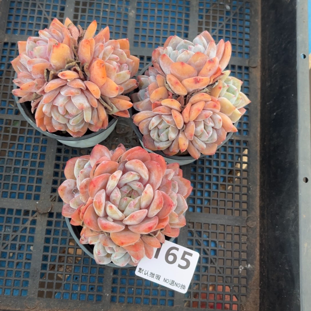 *****165号新疆西藏内蒙古不包邮的