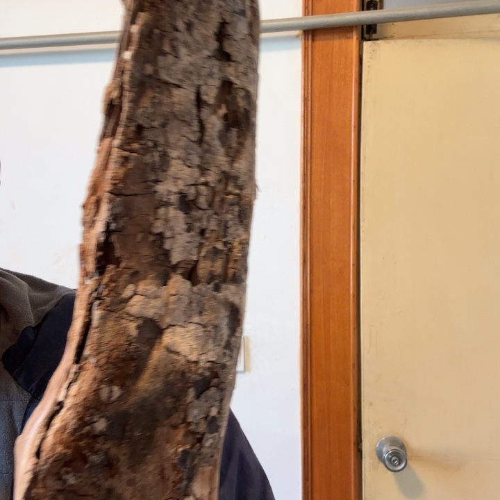 柏***鉴有机玻璃太行崖柏