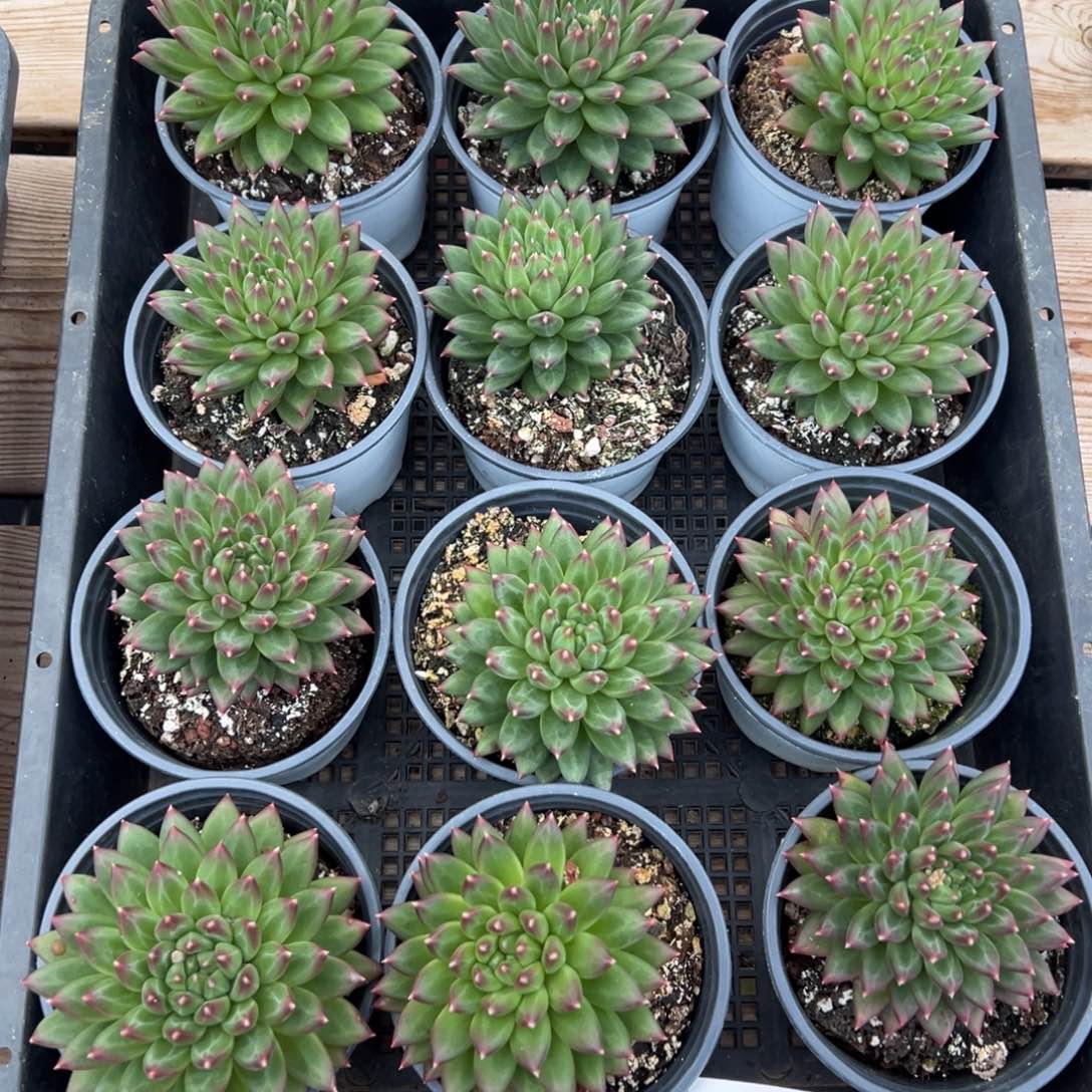 3364拍一发三量肉肉肉肉肉