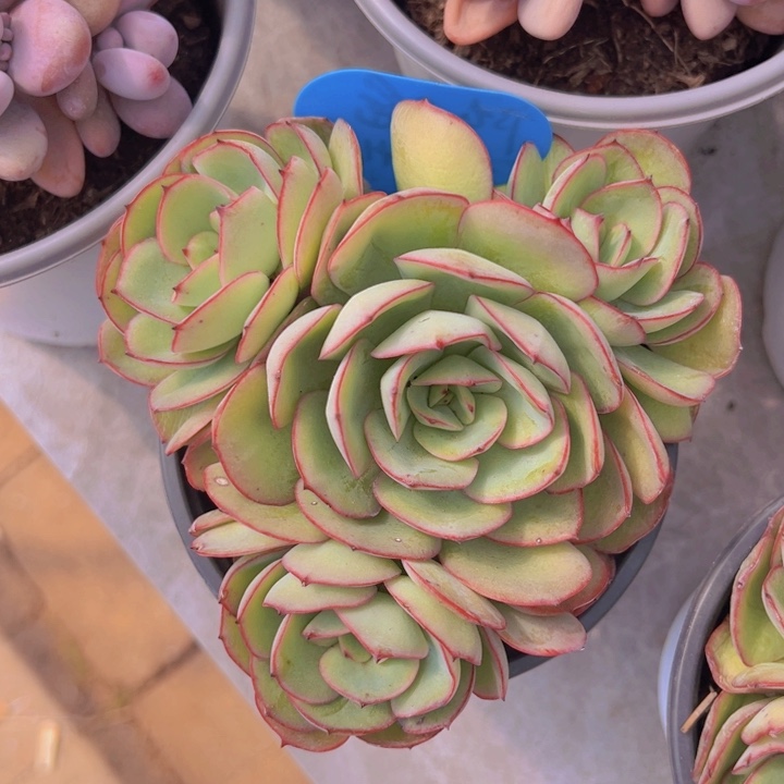 健健康康平平安安