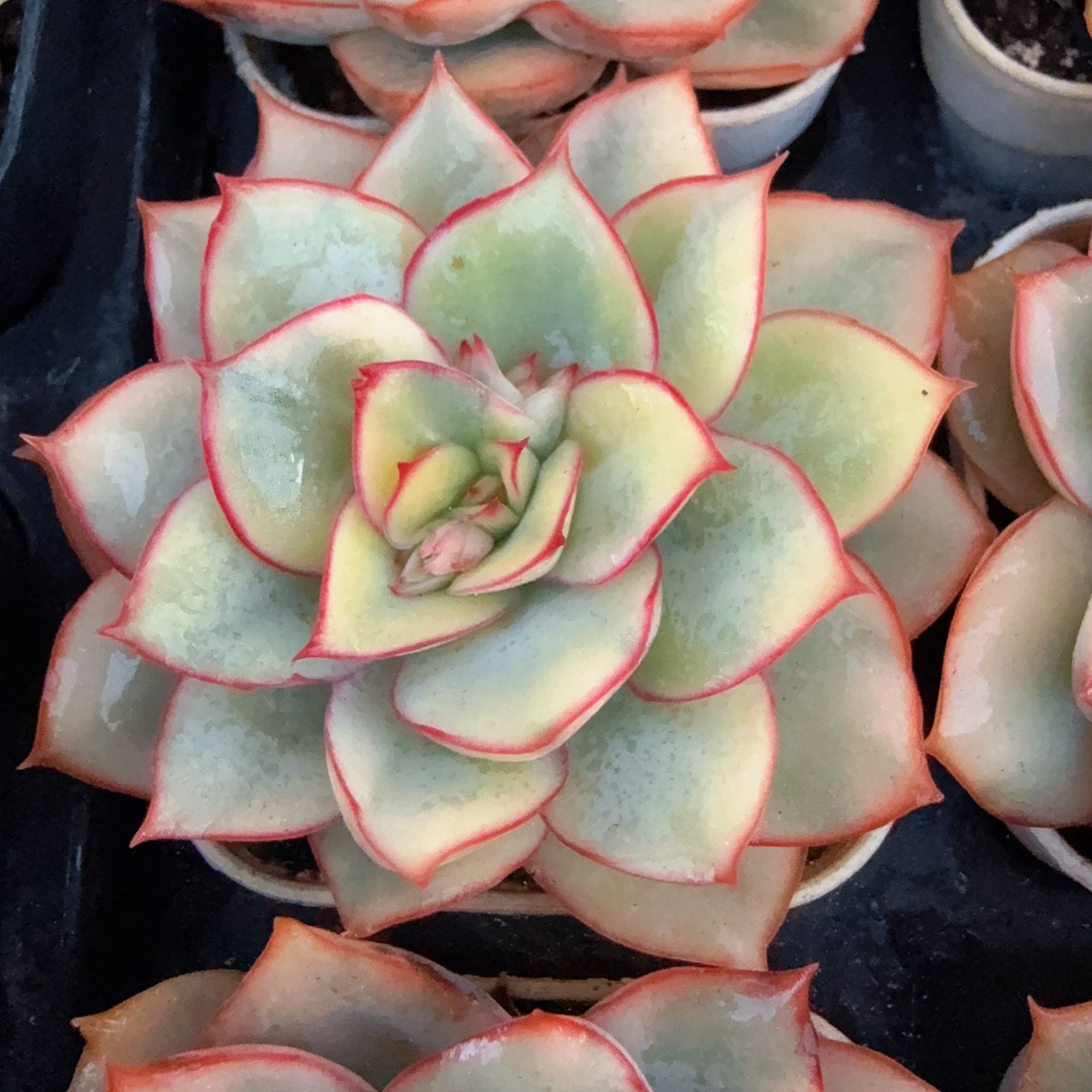 50#黄锦月光女神单头（3-5cm）带盆土