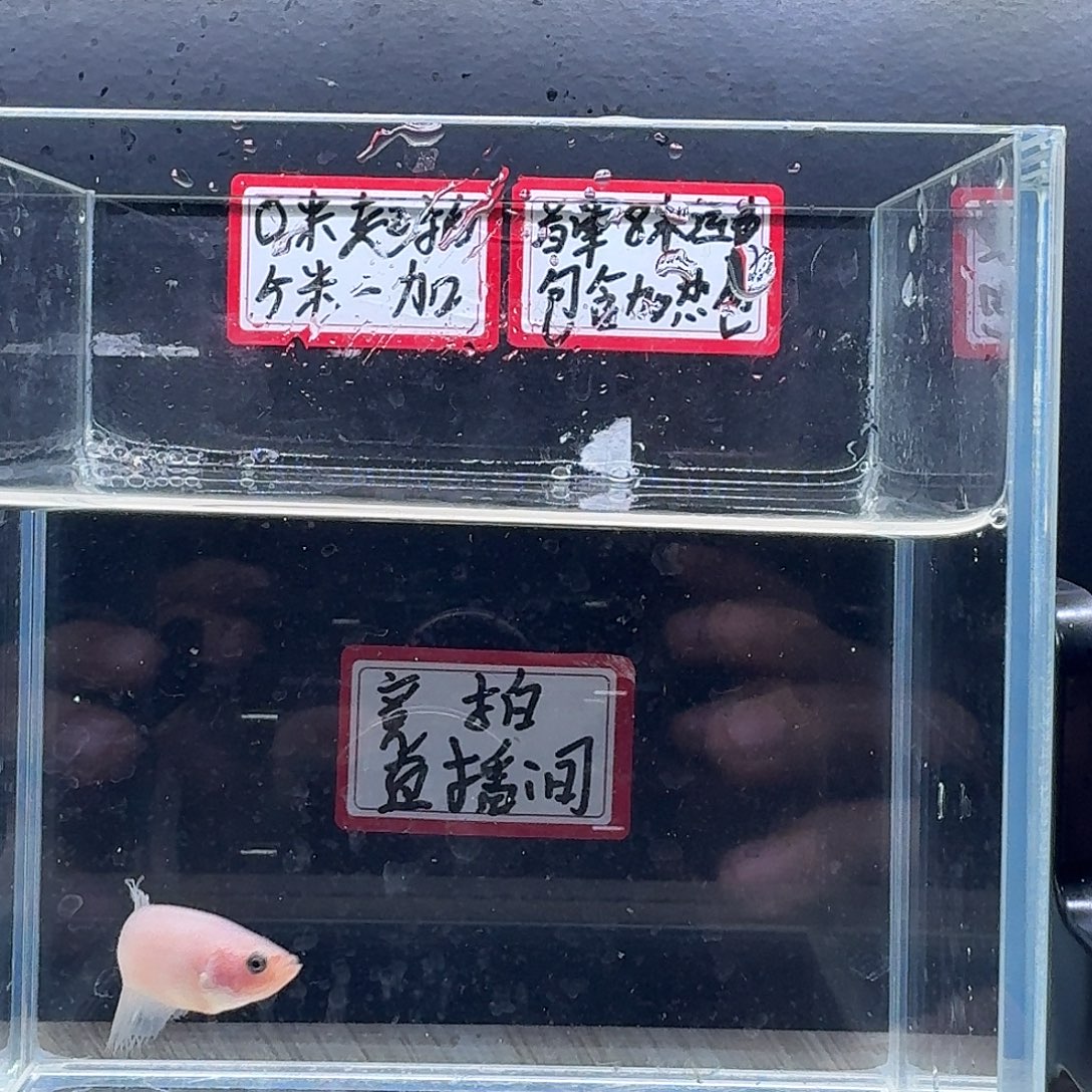 斗鱼泰国斗鱼母鱼