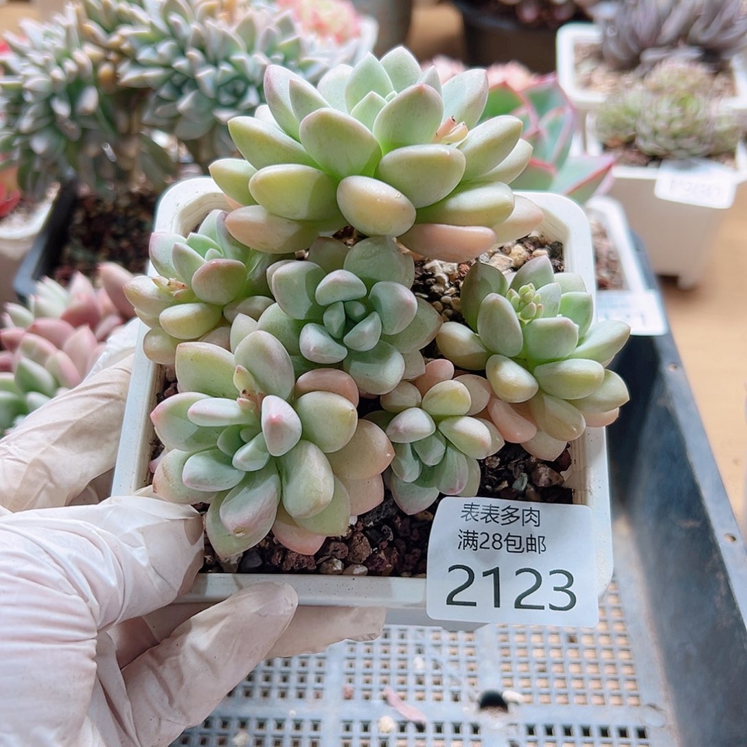 多肉一物一拍2123