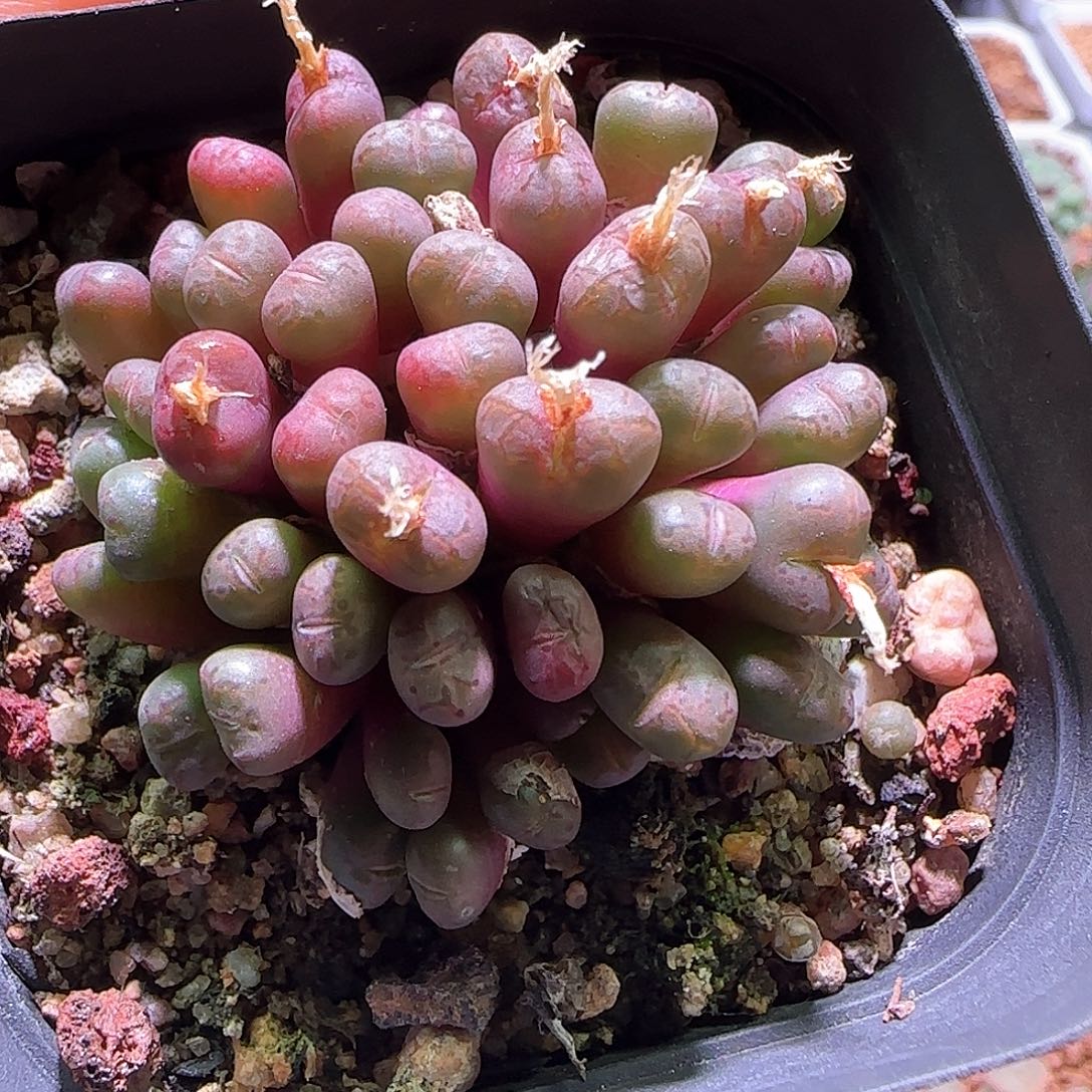 c***n哈哈哈哈哈哈哈哈集61523