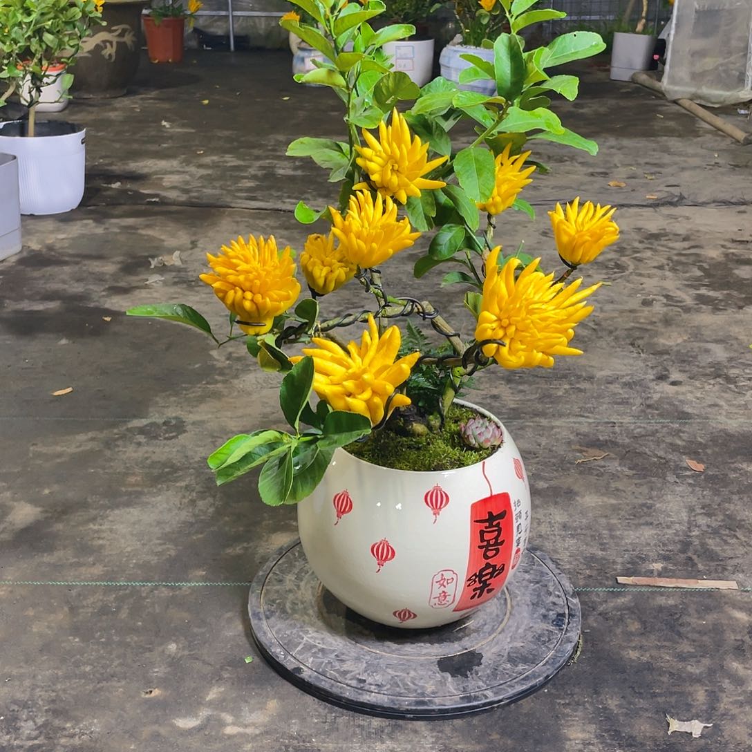 无花朵红花佛手果树一颗