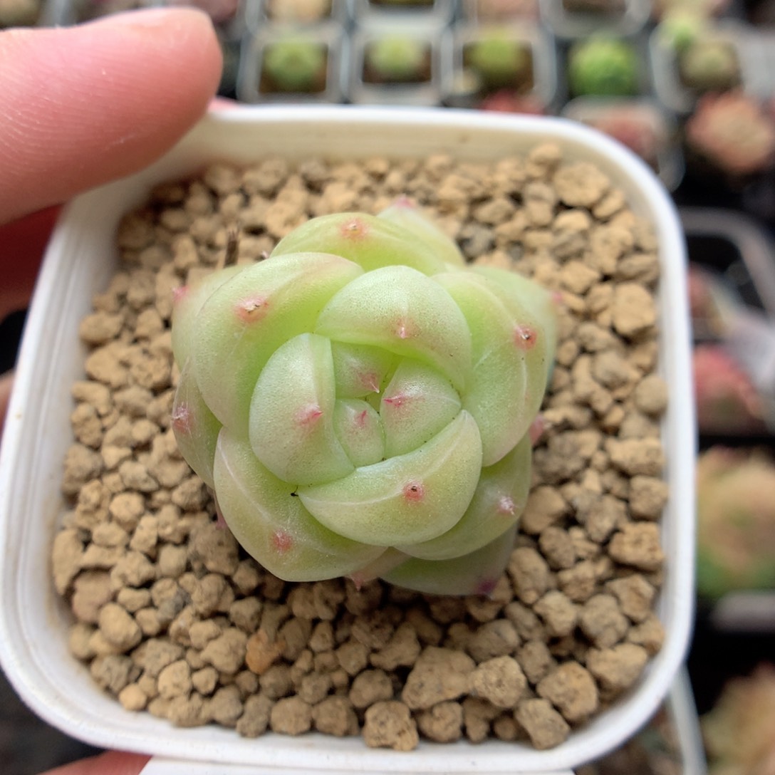 C28 ，柿子多肉20包邮两天凑单