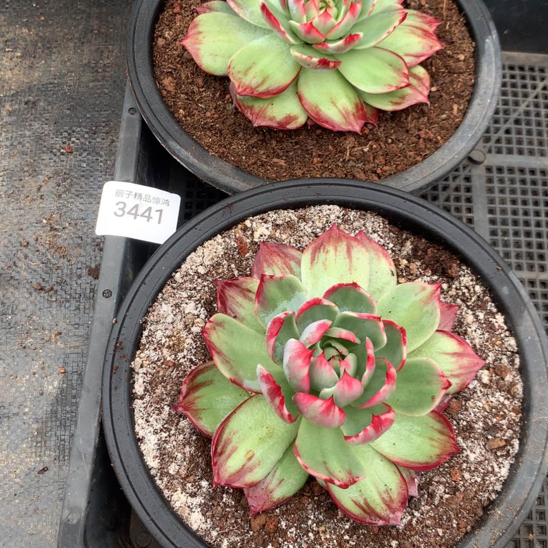 云***来3441一物一拍2颗12厘米外翻