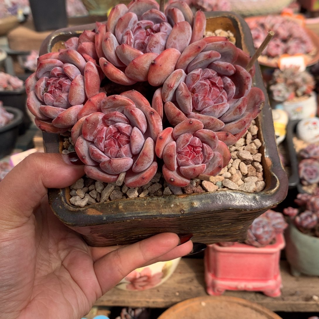 哈哈哈哈哈哈哈31