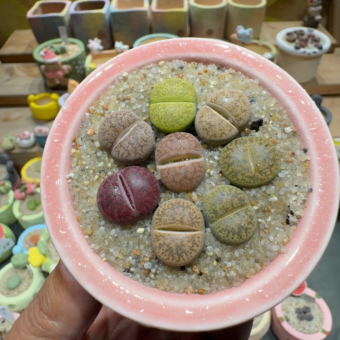 蘑菇1554紫薰彩拼多肉植物