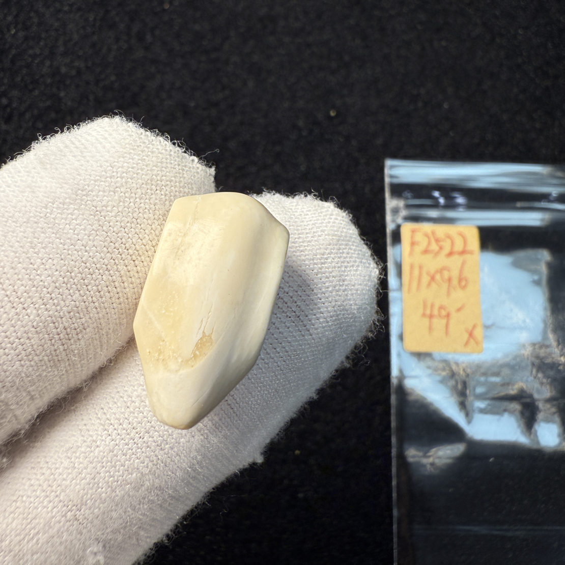 F2522瑕特价天然猛犸象牙纯肉芯料果冻料冰料鲨鱼背三通11*9.6mm