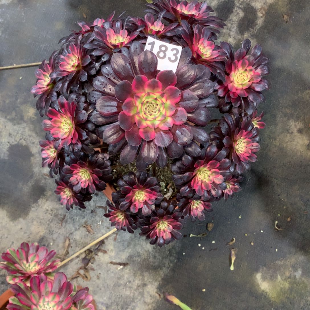 珊***阳黑天鹅183有点妖法师多肉植物4500000