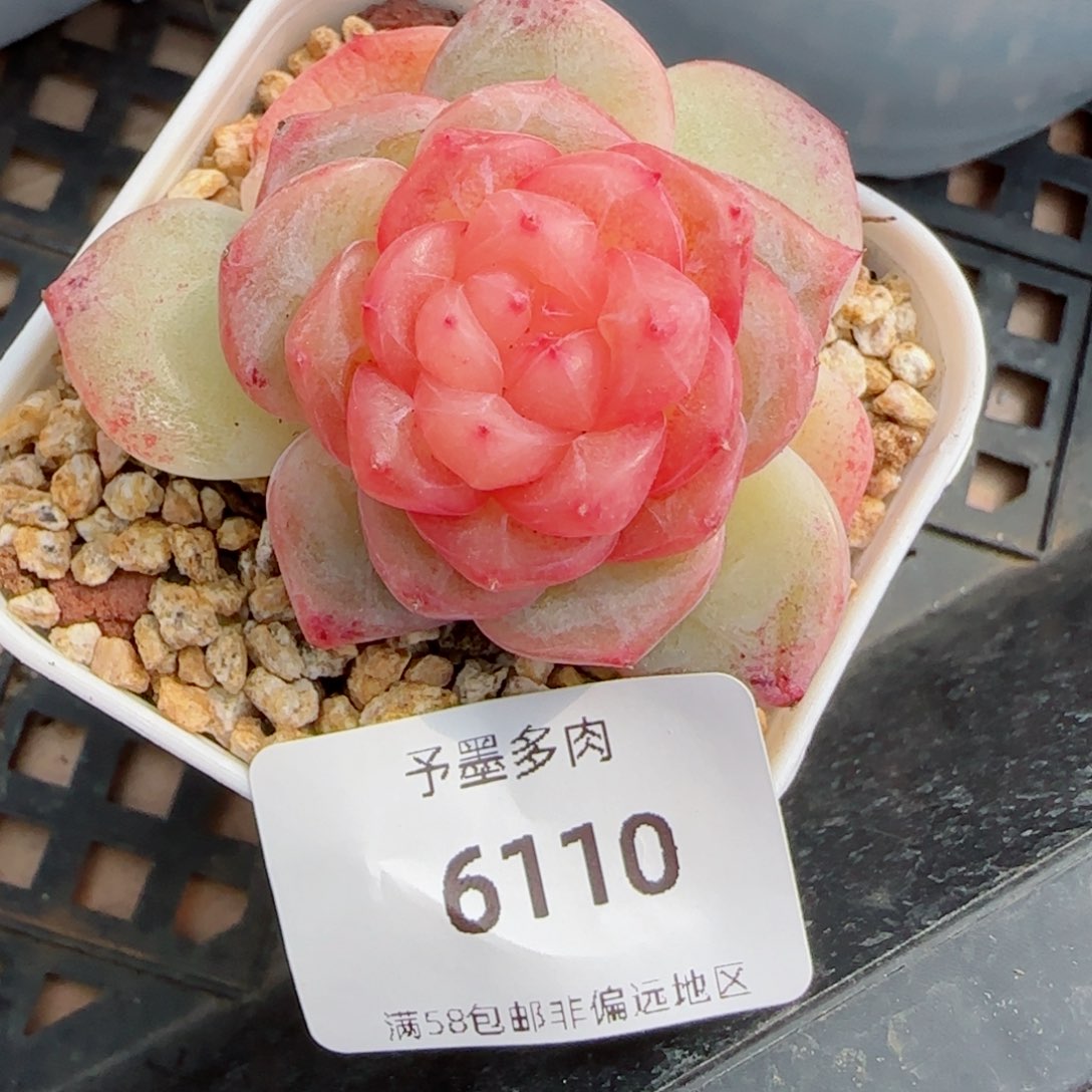孤品珍妮，6110多肉植物