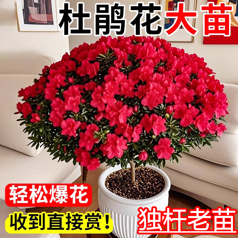 杜鹃花带花苞四季开花盆栽室内花卉植物好养客厅庭院阳台绿植盆景