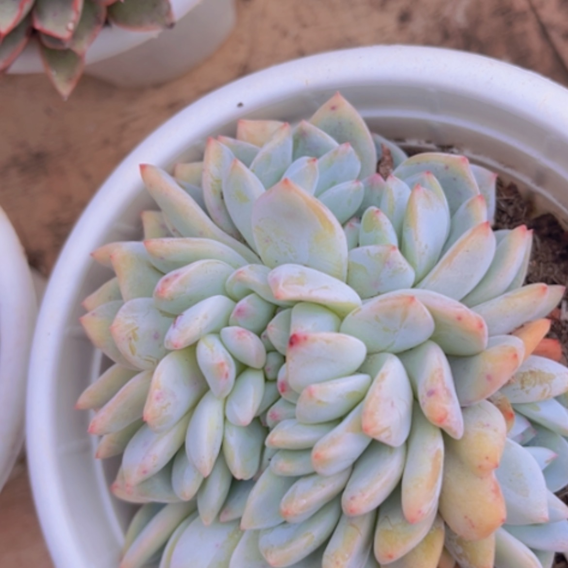 【闪购商品】橙梦露缀09124