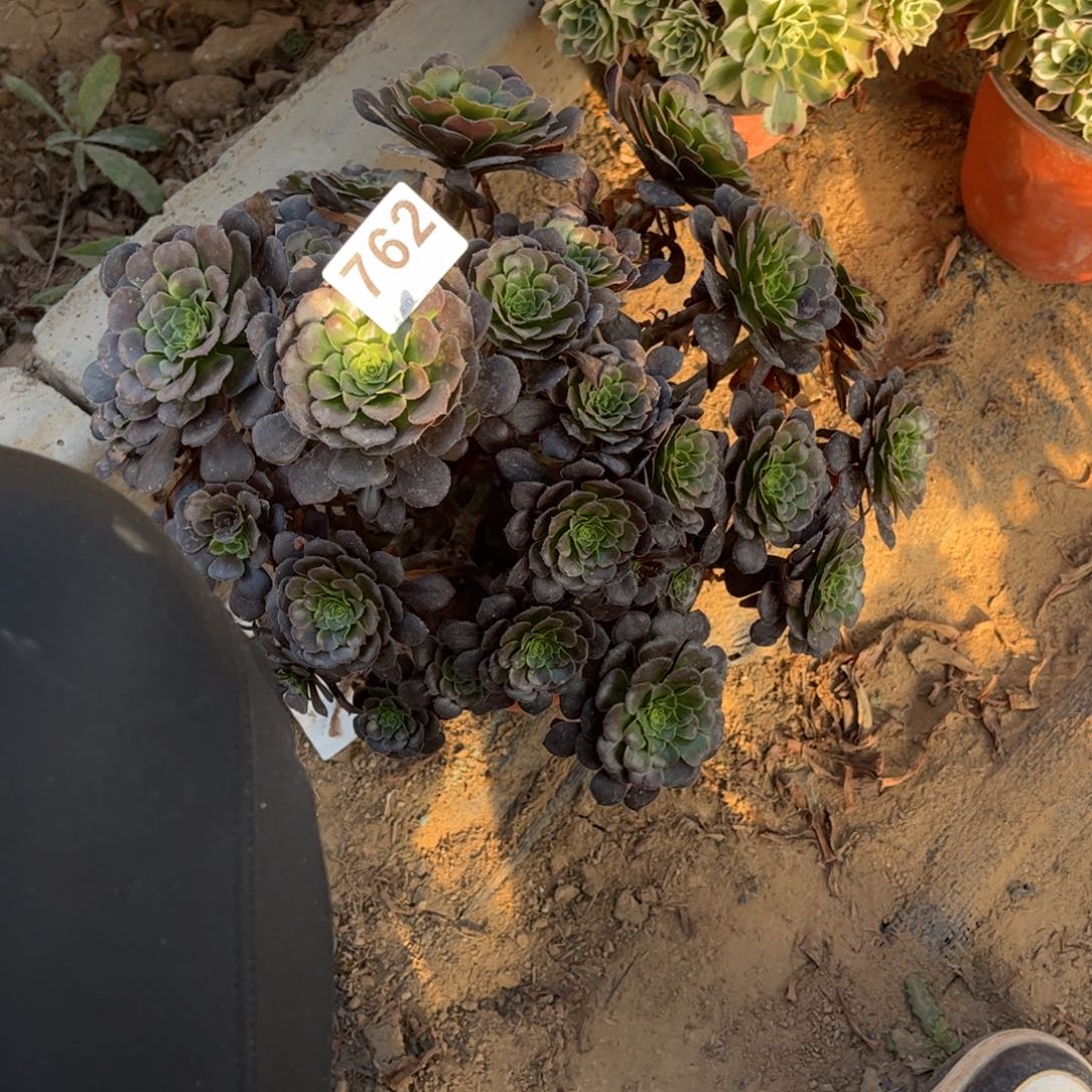 黑萝莉762不包断枝