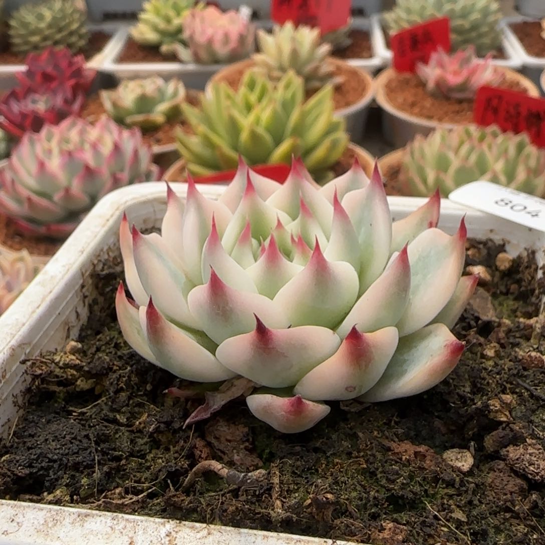 804吉娃娃锦多肉植物