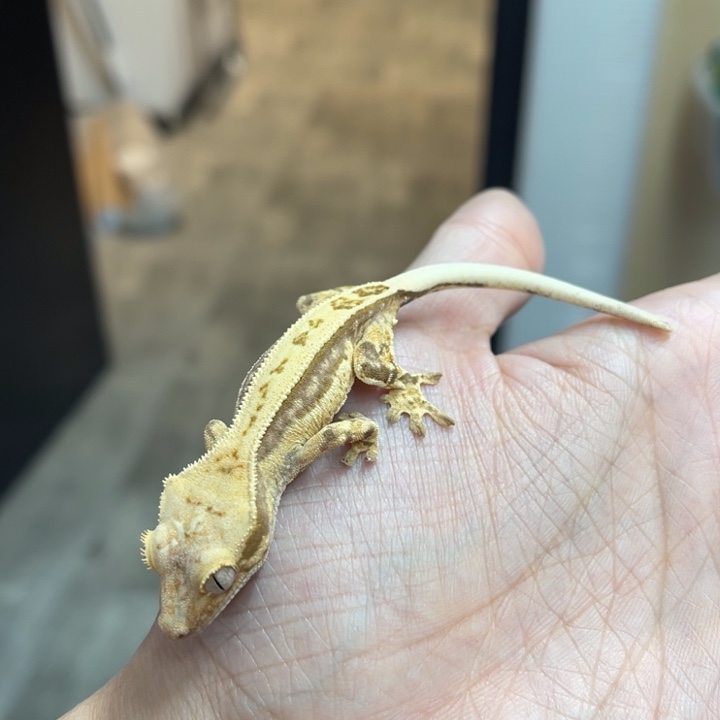 睫角守宫奶油0001