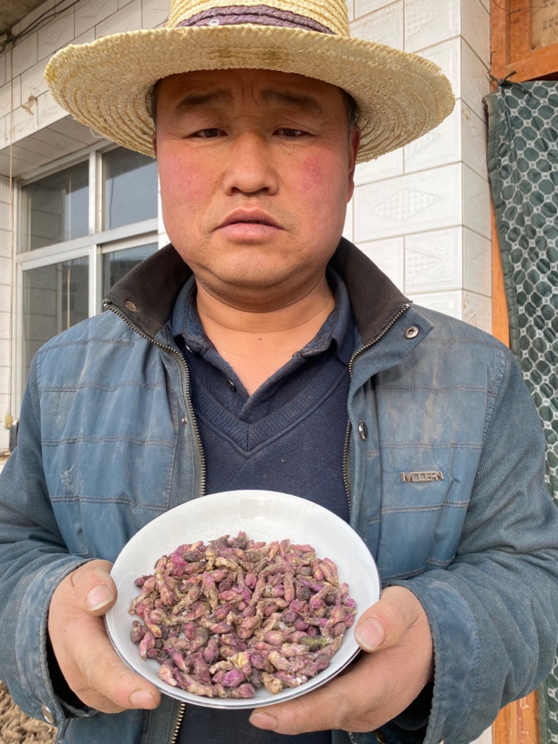 甘肃野生款冬花大山里采挖野生款冬花自然晒干无硫熏泡水煮水