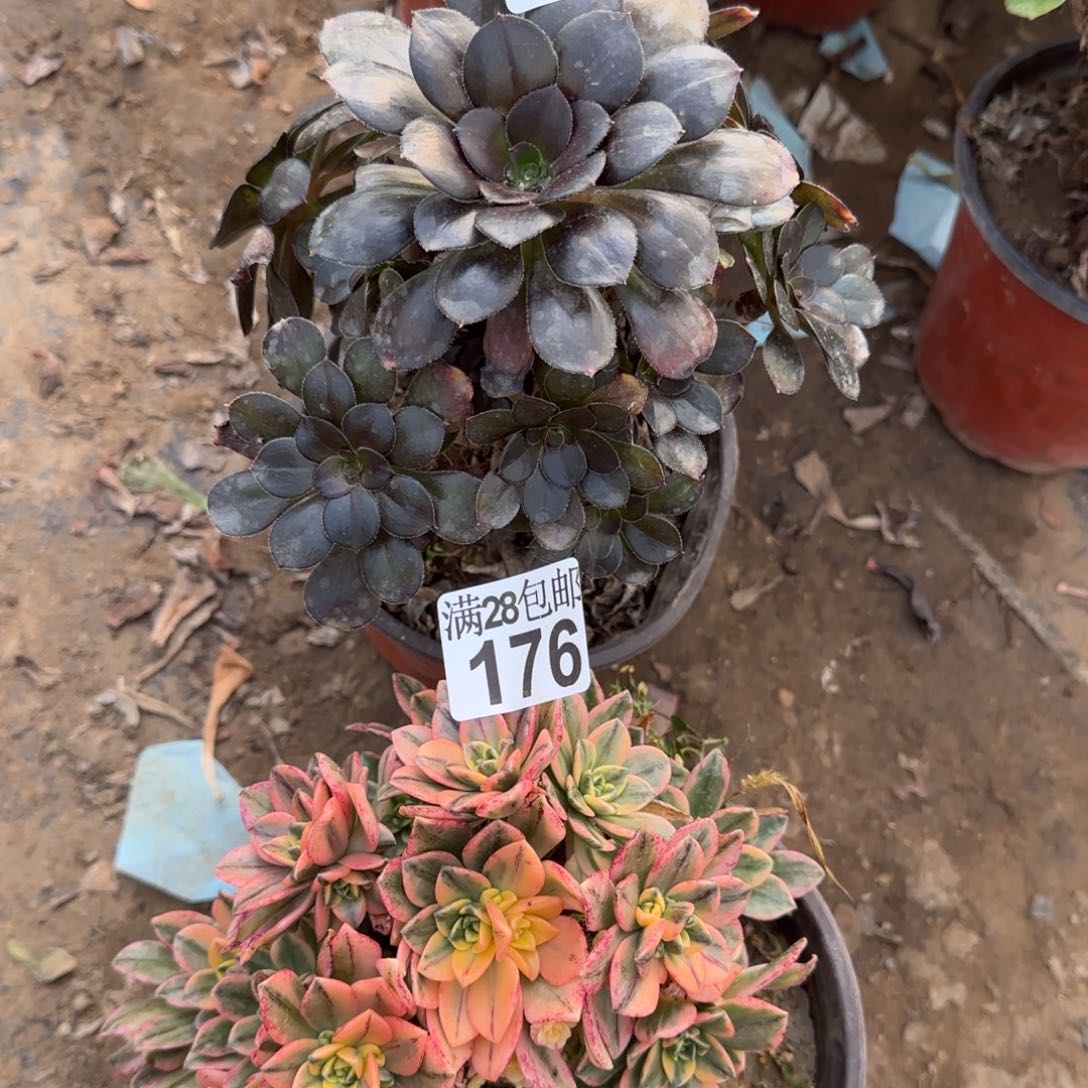 多肉175+176满28包邮断枝不包