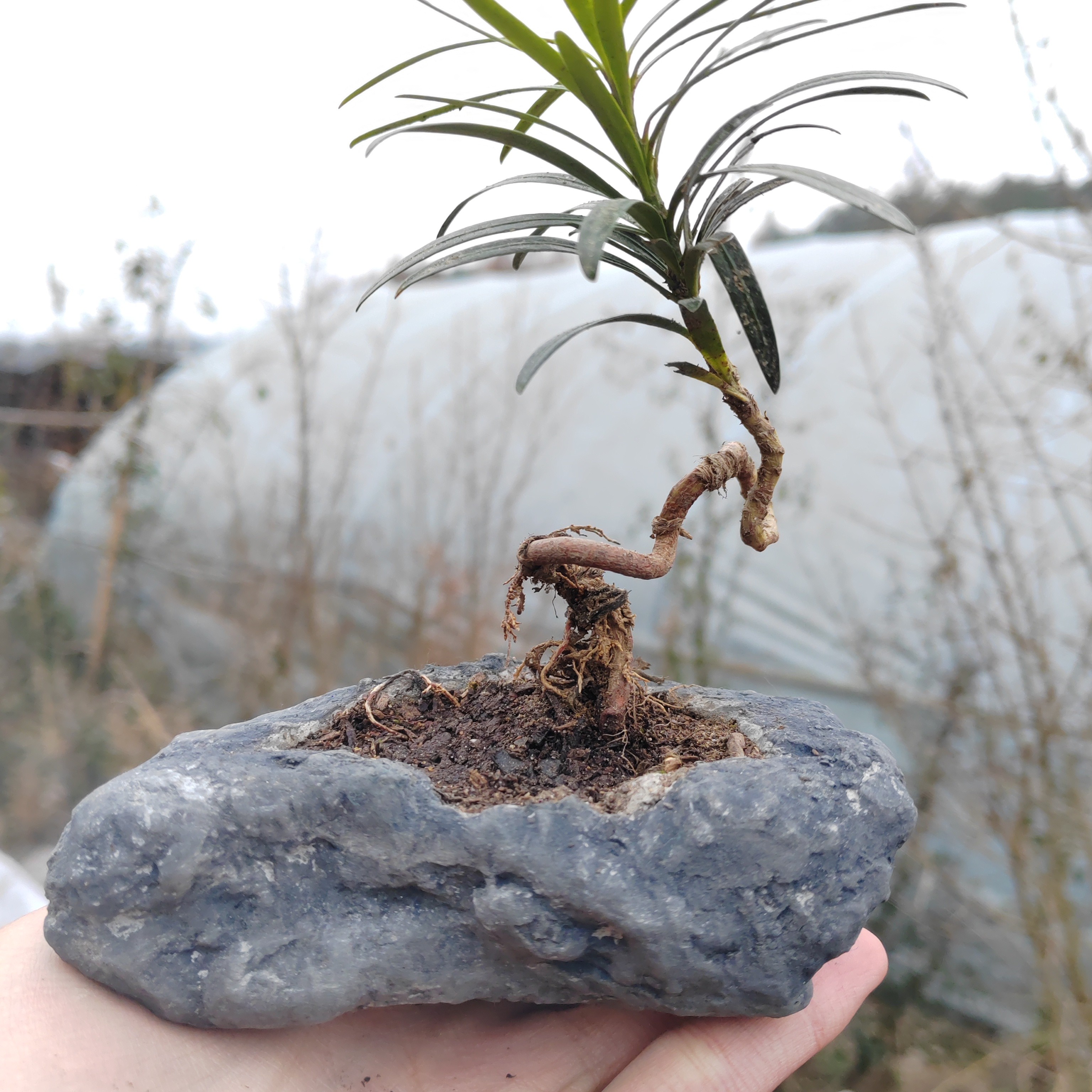 手工生态田园简约风微景观金弹子罗汉松根艺盆景多肉保暖防晒花盆