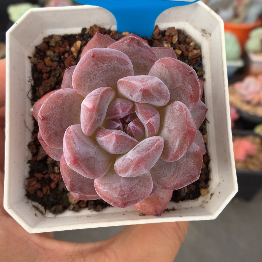 735石榴籽星影多肉植物