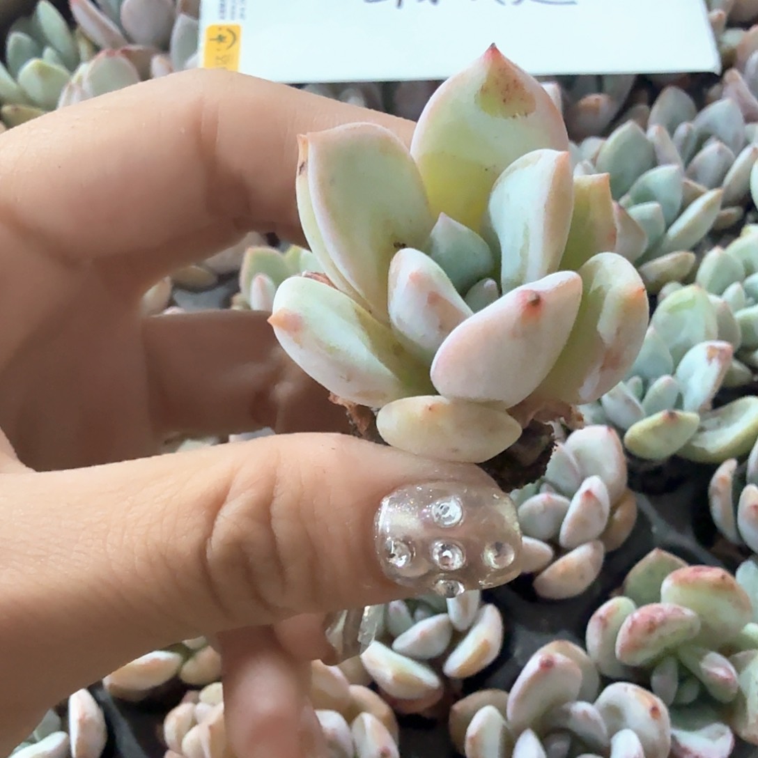 香雪穴苗3颗一组