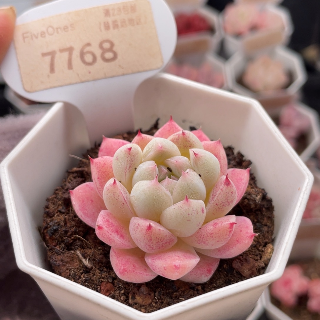 如梦令7768-4.0厘米