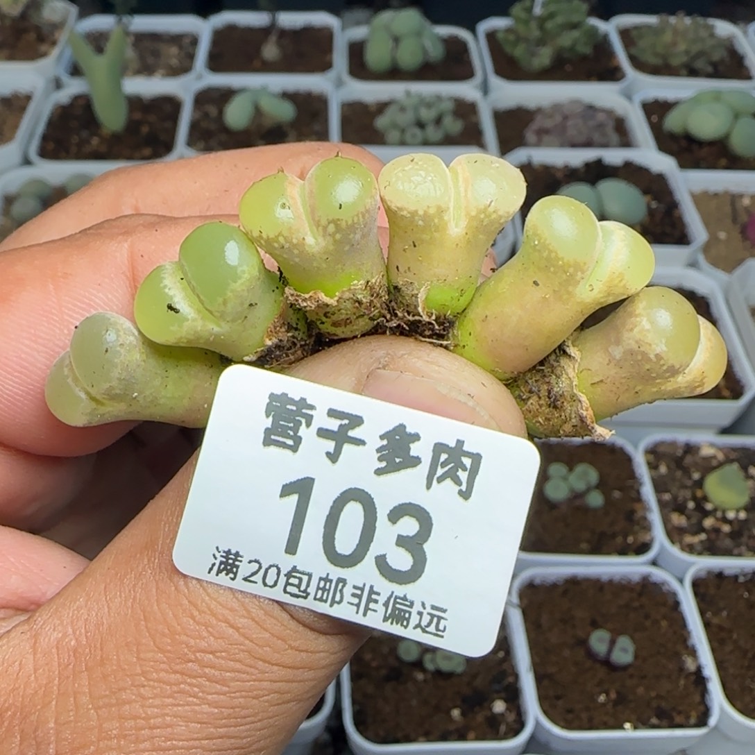 风铃玉。             
