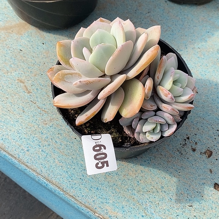 ʚ***ᐝ605奶茶多肉植物多肉